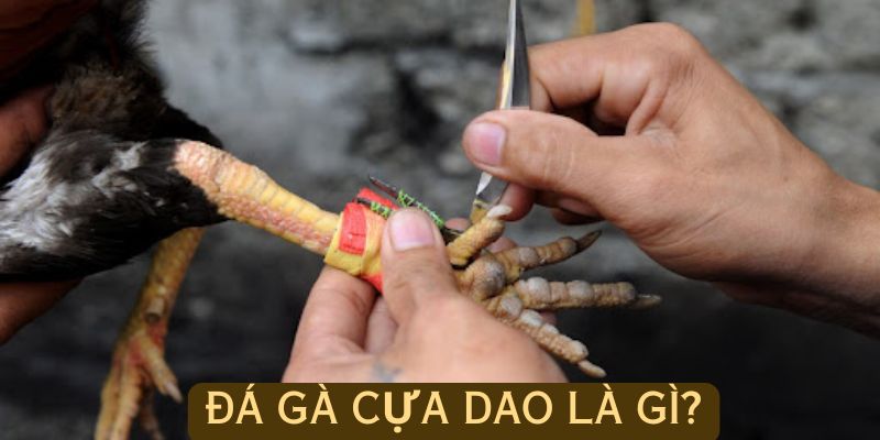 Khái niệm loại hình đá gà cựa dao