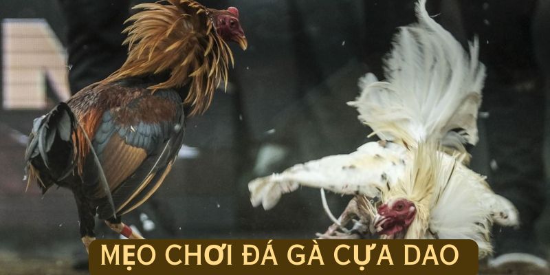 Mẹo thắng đá gà cựa dao của cao thủ