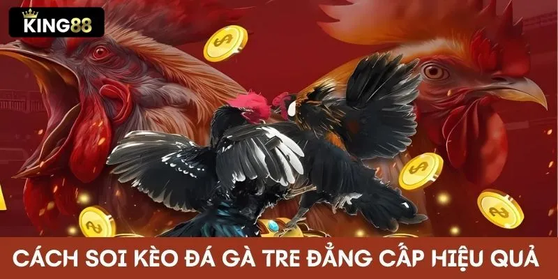 Cách soi kèo đá gà tre đẳng cấp hiệu quả và chính xác tại KING88