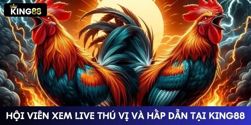 Hội viên xem live miễn phí thú vị và hấp dẫn