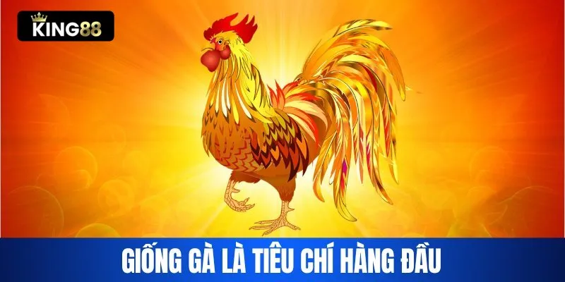 Giống gà là tiêu chí hàng đầu khi chọn gà chọi hay King88