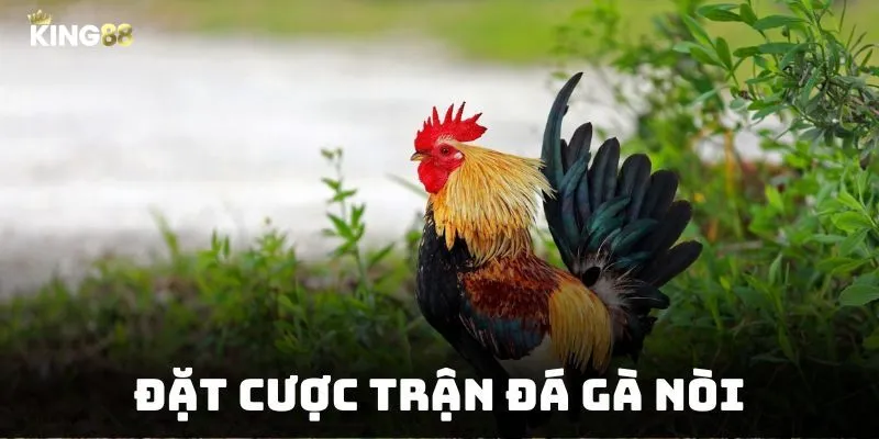 Lựa chọn đá gà nòi bền bỉ cùng chiến thuật hay