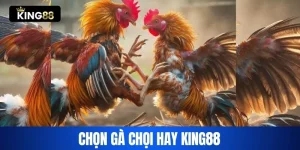 gà chọi hay king88