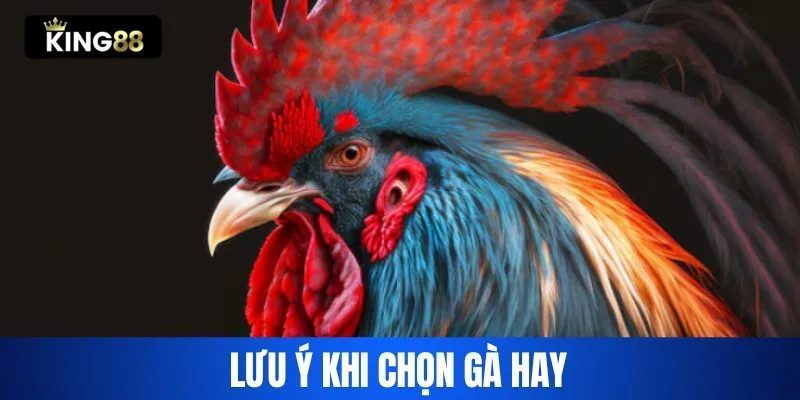 Lưu ý khi chọn gà chọi hay King88