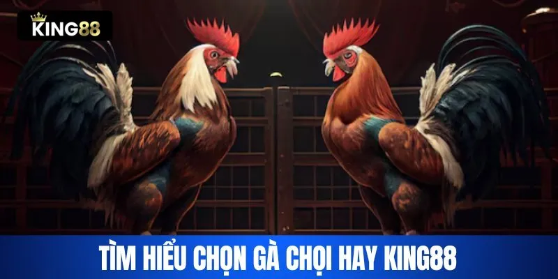 Tổng quan về chọn gà chọi hay King88